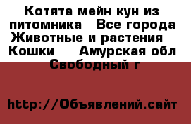 Котята мейн-кун из питомника - Все города Животные и растения » Кошки   . Амурская обл.,Свободный г.